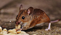hospital-and-healthcare-facility-pest-management Experts in Lwr Waterford